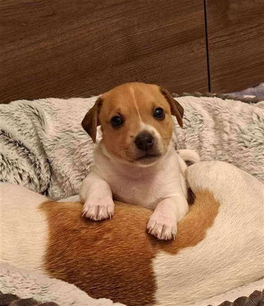 Grote foto nog 2 jack russell reutjes vrij dieren en toebehoren jack russells en terri rs