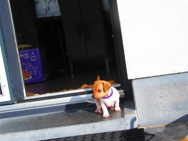 Grote foto nog 2 jack russell reutjes vrij dieren en toebehoren jack russells en terri rs