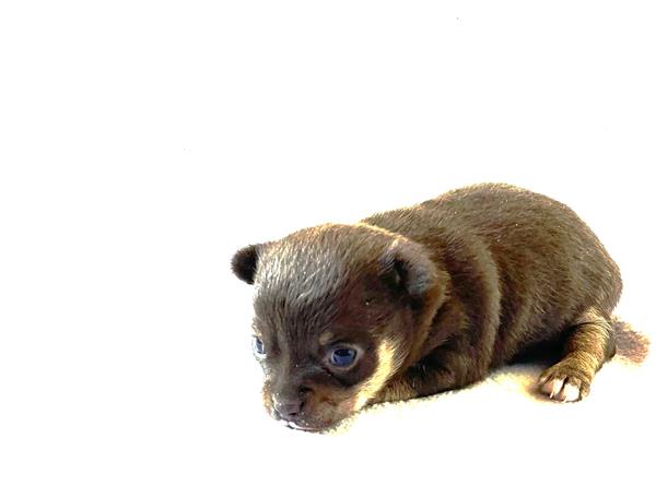 Grote foto mooi choco meisje van 5 weken dieren en toebehoren chihuahua en gezelschapshonden