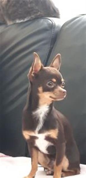 Grote foto mooi choco meisje van 5 weken dieren en toebehoren chihuahua en gezelschapshonden