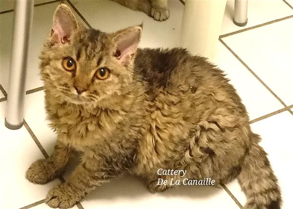 Grote foto speels selkirk rex kitten katertje dieren en toebehoren raskatten korthaar