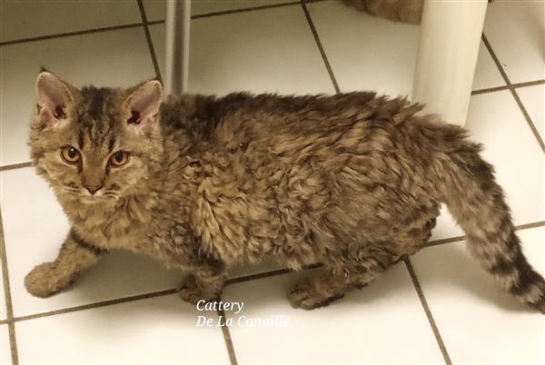 Grote foto speels selkirk rex kitten katertje dieren en toebehoren raskatten korthaar