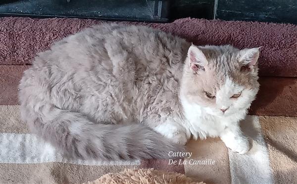 Grote foto superschattig selkirk rex kitten poesje dieren en toebehoren raskatten korthaar