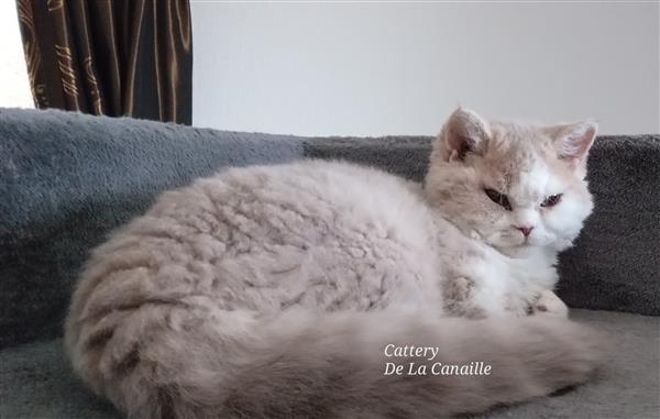 Grote foto superschattig selkirk rex kitten poesje dieren en toebehoren raskatten korthaar
