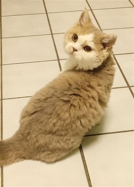 Grote foto superschattig selkirk rex kitten poesje dieren en toebehoren raskatten korthaar