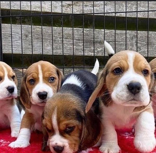 Grote foto schattige beagle pups op zoek naar een nieuw huis dieren en toebehoren beagles bassets en lopende honden