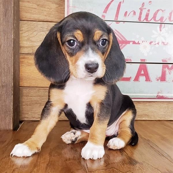 Grote foto schattige beagle pups op zoek naar een nieuw huis dieren en toebehoren beagles bassets en lopende honden