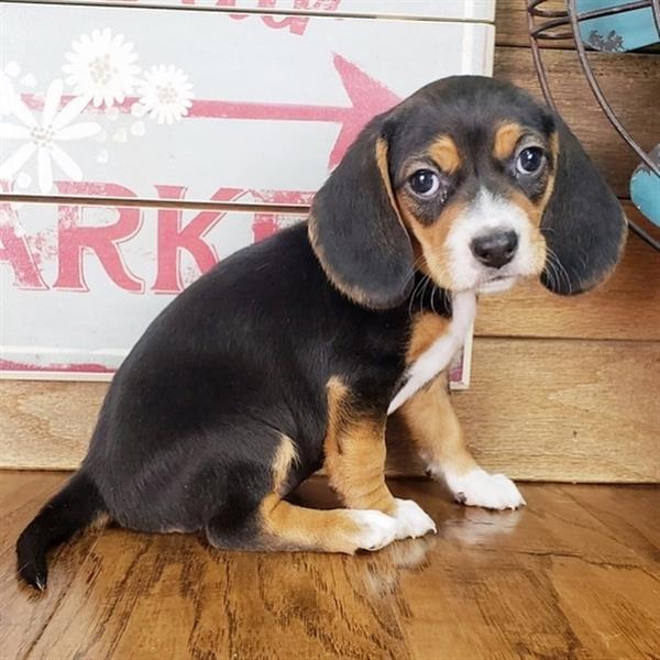 Grote foto schattige beagle pups op zoek naar een nieuw huis dieren en toebehoren beagles bassets en lopende honden