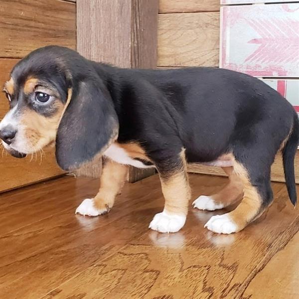 Grote foto schattige beagle pups op zoek naar een nieuw huis dieren en toebehoren beagles bassets en lopende honden