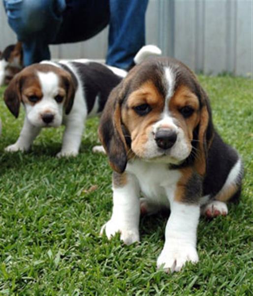 Grote foto schattige beagle pups op zoek naar een nieuw huis dieren en toebehoren beagles bassets en lopende honden