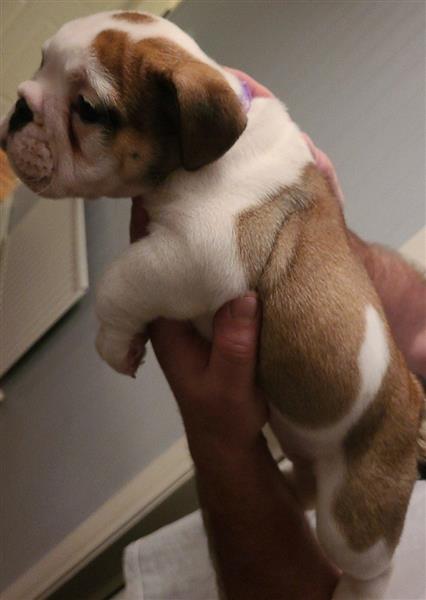 Grote foto engelse bulldog pups zoeken een goed huis. dieren en toebehoren bulldogs pinschers en molossers