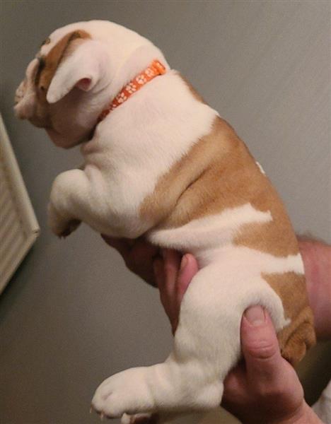 Grote foto engelse bulldog pups zoeken een goed huis. dieren en toebehoren bulldogs pinschers en molossers