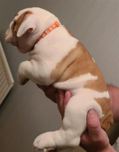Grote foto engelse bulldog pups zoeken een goed huis. dieren en toebehoren bulldogs pinschers en molossers