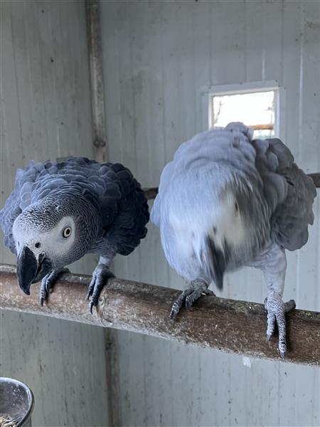 Grote foto grijze roodstaarten dieren en toebehoren parkieten en papegaaien