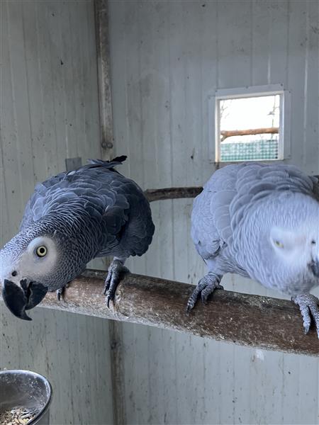 Grote foto grijze roodstaarten dieren en toebehoren parkieten en papegaaien