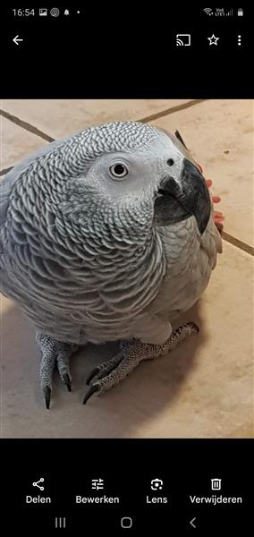 Grote foto grijze roodstaart met kooi dieren en toebehoren parkieten en papegaaien