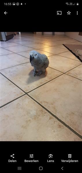 Grote foto grijze roodstaart met kooi dieren en toebehoren parkieten en papegaaien