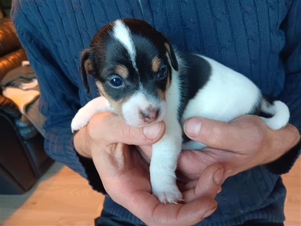 Grote foto jack russel pups dieren en toebehoren jack russells en terri rs