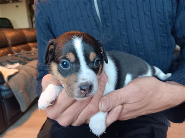 Grote foto jack russel pups dieren en toebehoren jack russells en terri rs