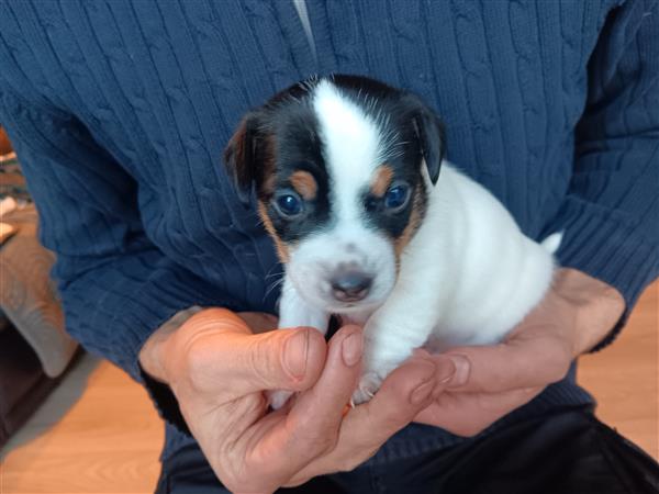 Grote foto jack russel pups dieren en toebehoren jack russells en terri rs