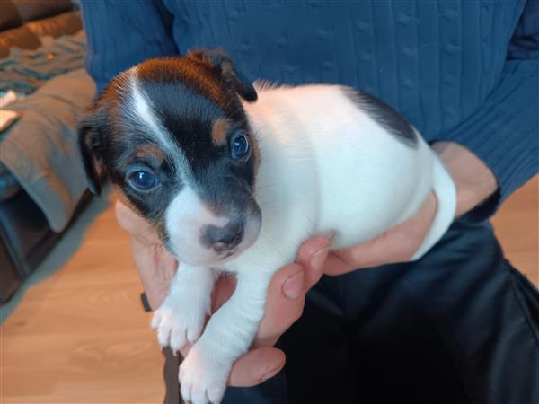 Grote foto jack russel pups dieren en toebehoren jack russells en terri rs