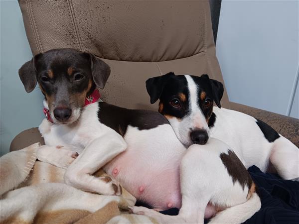 Grote foto jack russel pups dieren en toebehoren jack russells en terri rs