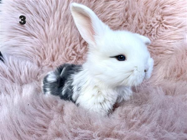 Grote foto franse hangoor dieren en toebehoren konijnen