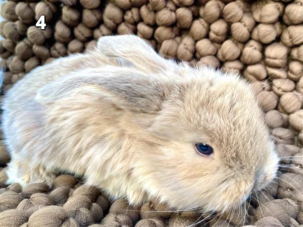 Grote foto franse hangoor dieren en toebehoren konijnen