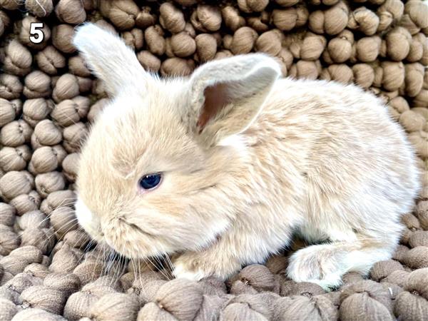 Grote foto franse hangoor dieren en toebehoren konijnen