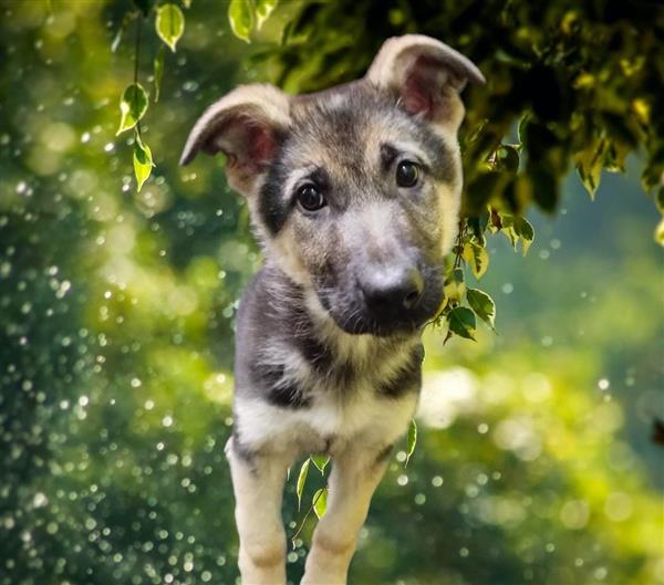 Grote foto duitse herder pups dieren en toebehoren herdershonden en veedrijvers