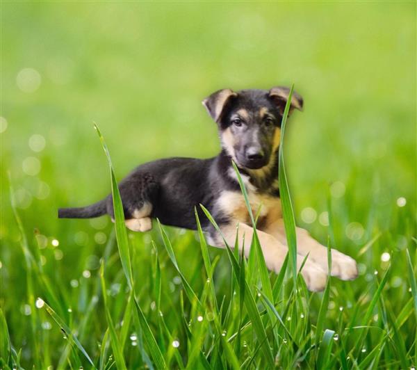 Grote foto duitse herder pups dieren en toebehoren herdershonden en veedrijvers