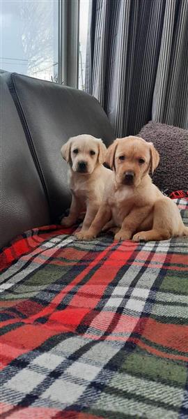 Grote foto labrador retriever pups dieren en toebehoren retrievers spani ls en waterhonden