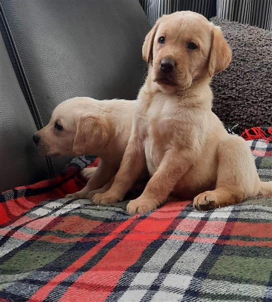 Grote foto labrador retriever pups dieren en toebehoren retrievers spani ls en waterhonden