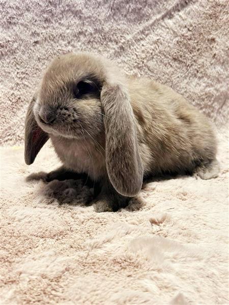 Grote foto franse hangoren dieren en toebehoren konijnen