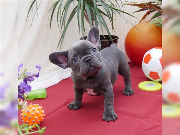 Grote foto franse bulldog pups dieren en toebehoren bulldogs pinschers en molossers