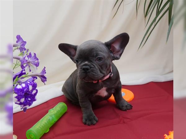 Grote foto franse bulldog pups dieren en toebehoren bulldogs pinschers en molossers