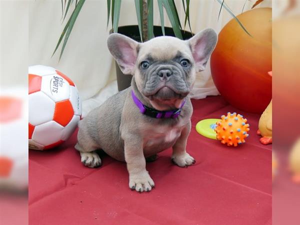 Grote foto franse bulldog pups dieren en toebehoren bulldogs pinschers en molossers