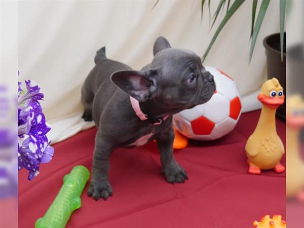 Grote foto franse bulldog pups dieren en toebehoren bulldogs pinschers en molossers