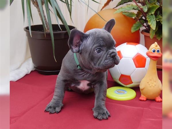 Grote foto franse bulldog pups dieren en toebehoren bulldogs pinschers en molossers