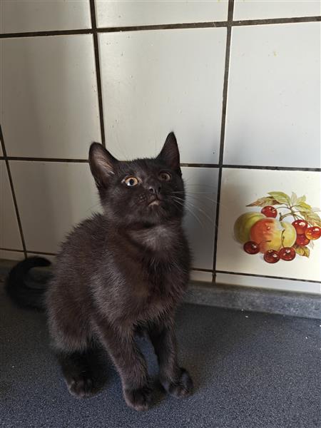 Grote foto kittens te koop dieren en toebehoren poezen