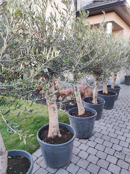 Grote foto olijfbomen tuin en terras bomen en struiken