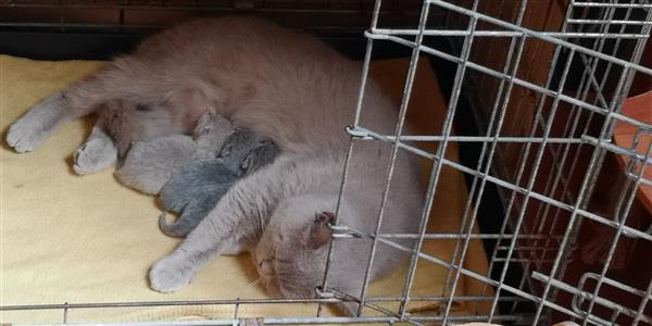 Grote foto brits korthaar kittens dieren en toebehoren raskatten korthaar