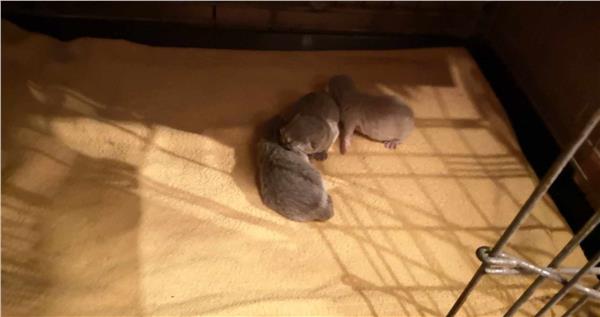 Grote foto brits korthaar kittens dieren en toebehoren raskatten korthaar