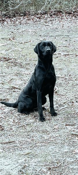 Grote foto ft labradorpups 20 3 2024 dieren en toebehoren retrievers spani ls en waterhonden