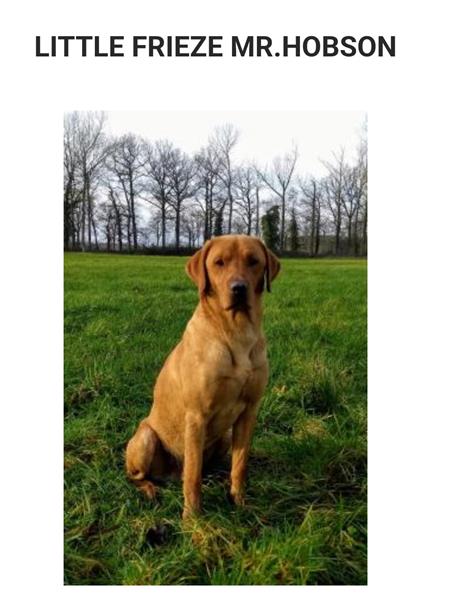 Grote foto ft labradorpups 20 3 2024 dieren en toebehoren retrievers spani ls en waterhonden