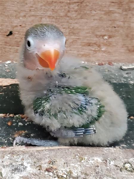 Grote foto personata roseicolli fischeri dieren en toebehoren parkieten en papegaaien