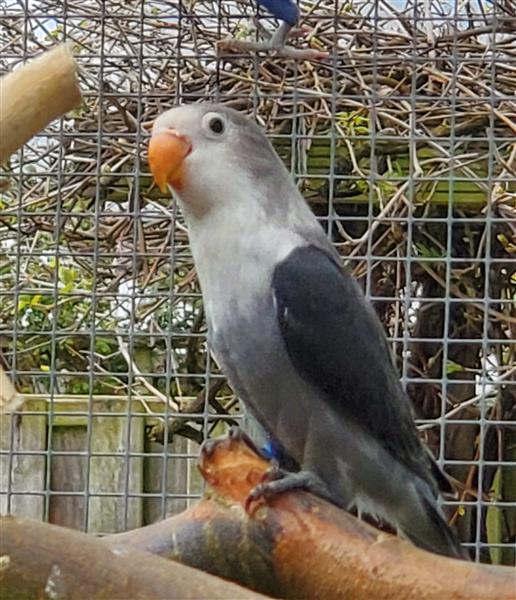 Grote foto personata roseicolli fischeri dieren en toebehoren parkieten en papegaaien