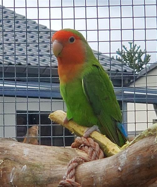 Grote foto personata roseicolli fischeri dieren en toebehoren parkieten en papegaaien