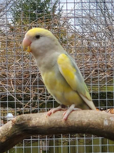 Grote foto personata roseicolli fischeri dieren en toebehoren parkieten en papegaaien