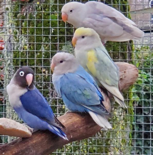 Grote foto personata roseicolli fischeri dieren en toebehoren parkieten en papegaaien